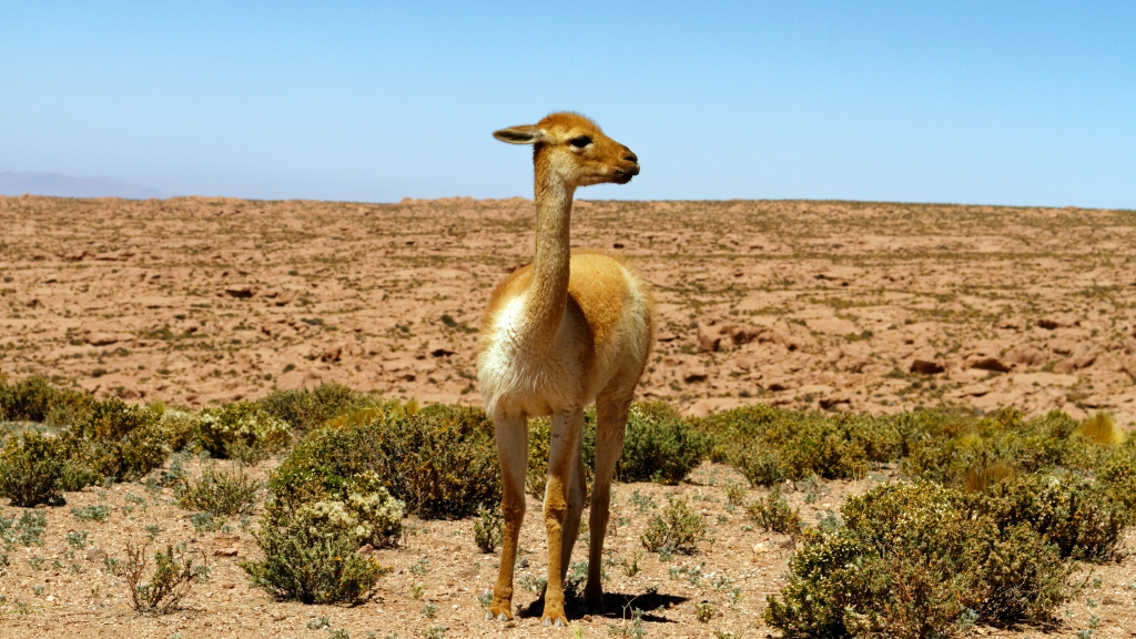 01 - Désert d'Atacama (40).jpg